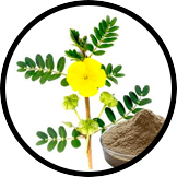 tribulus-terrestris